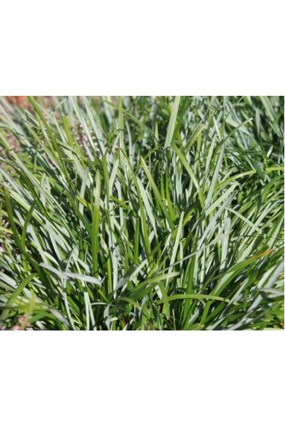 Сеслерия голубая с сизыми листьями